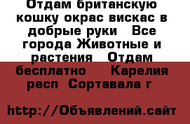 Отдам британскую кошку окрас вискас в добрые руки - Все города Животные и растения » Отдам бесплатно   . Карелия респ.,Сортавала г.